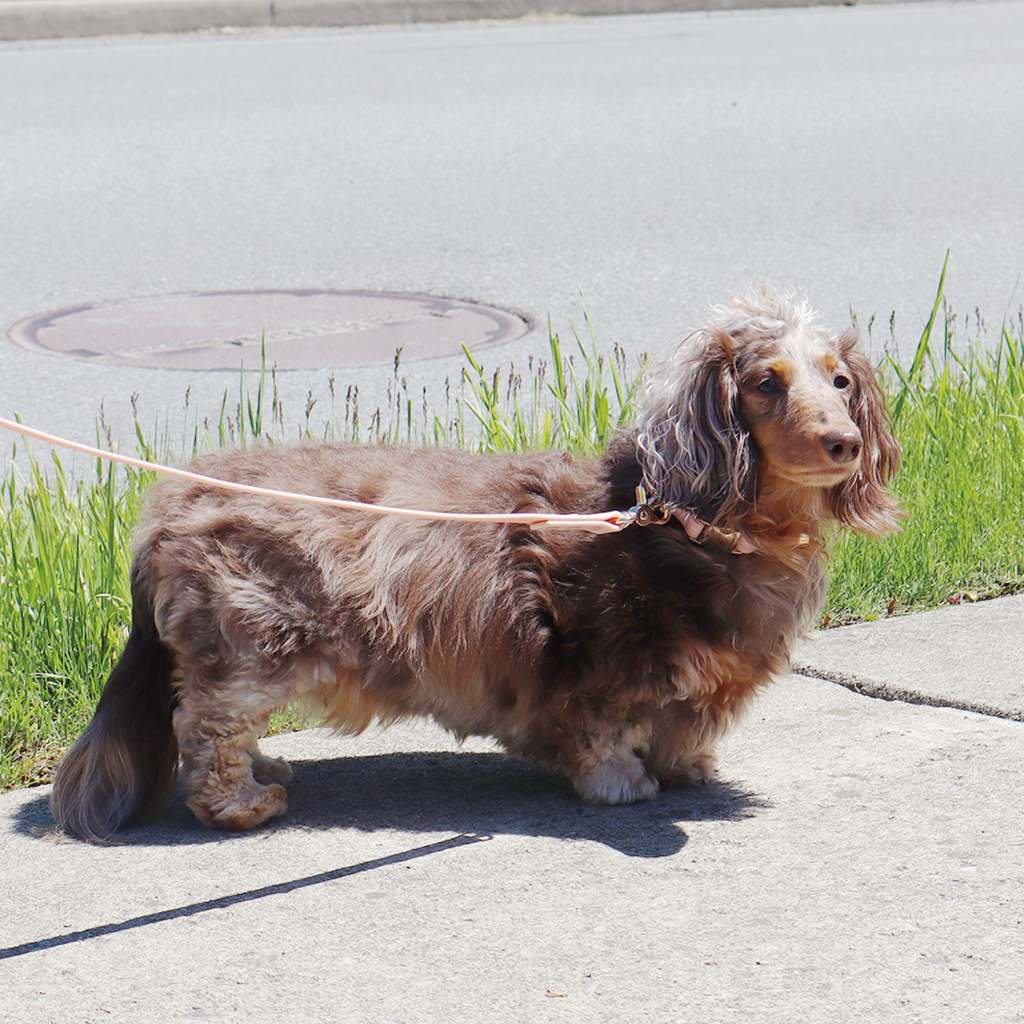 Waterproof Dog Collar | Navy