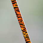 The Tiger Casting Rod - Limited Edition Rod