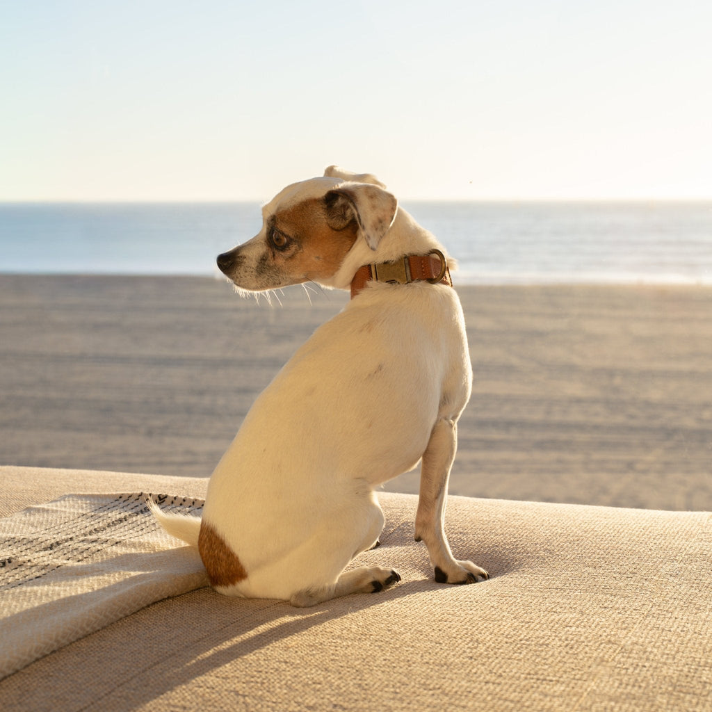 Tilley + Me Hemp Cotton Dog Collar