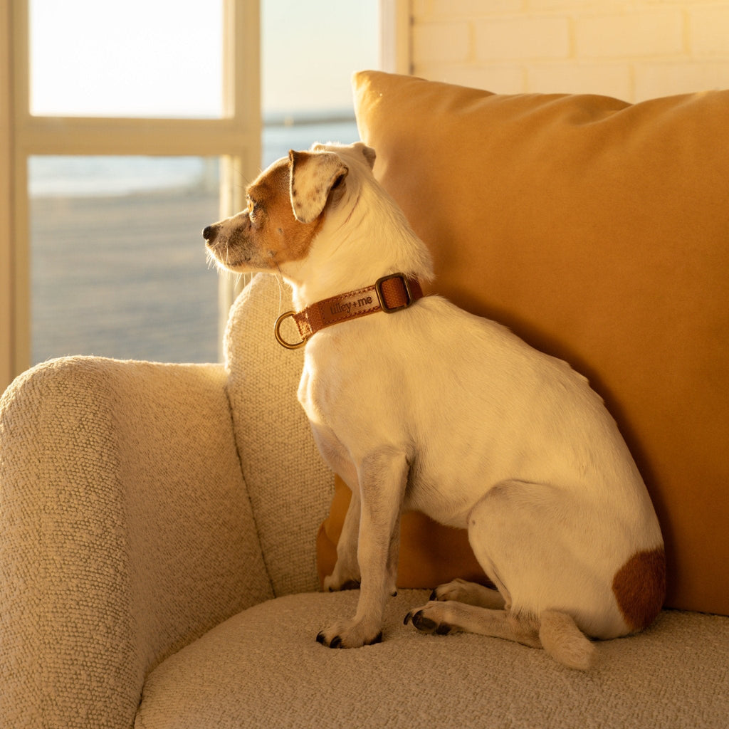 Tilley + Me Hemp Cotton Dog Collar