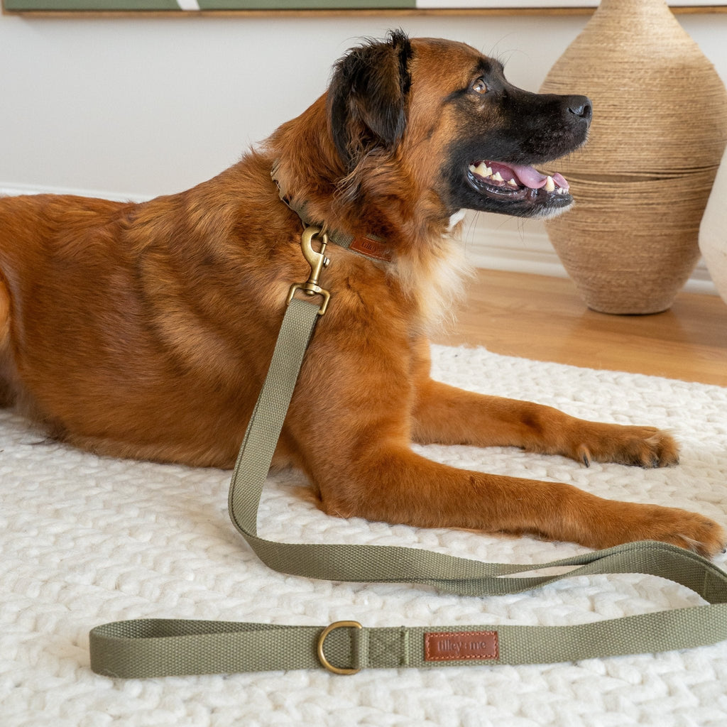 Tilley + Me Hemp Cotton Dog Collar