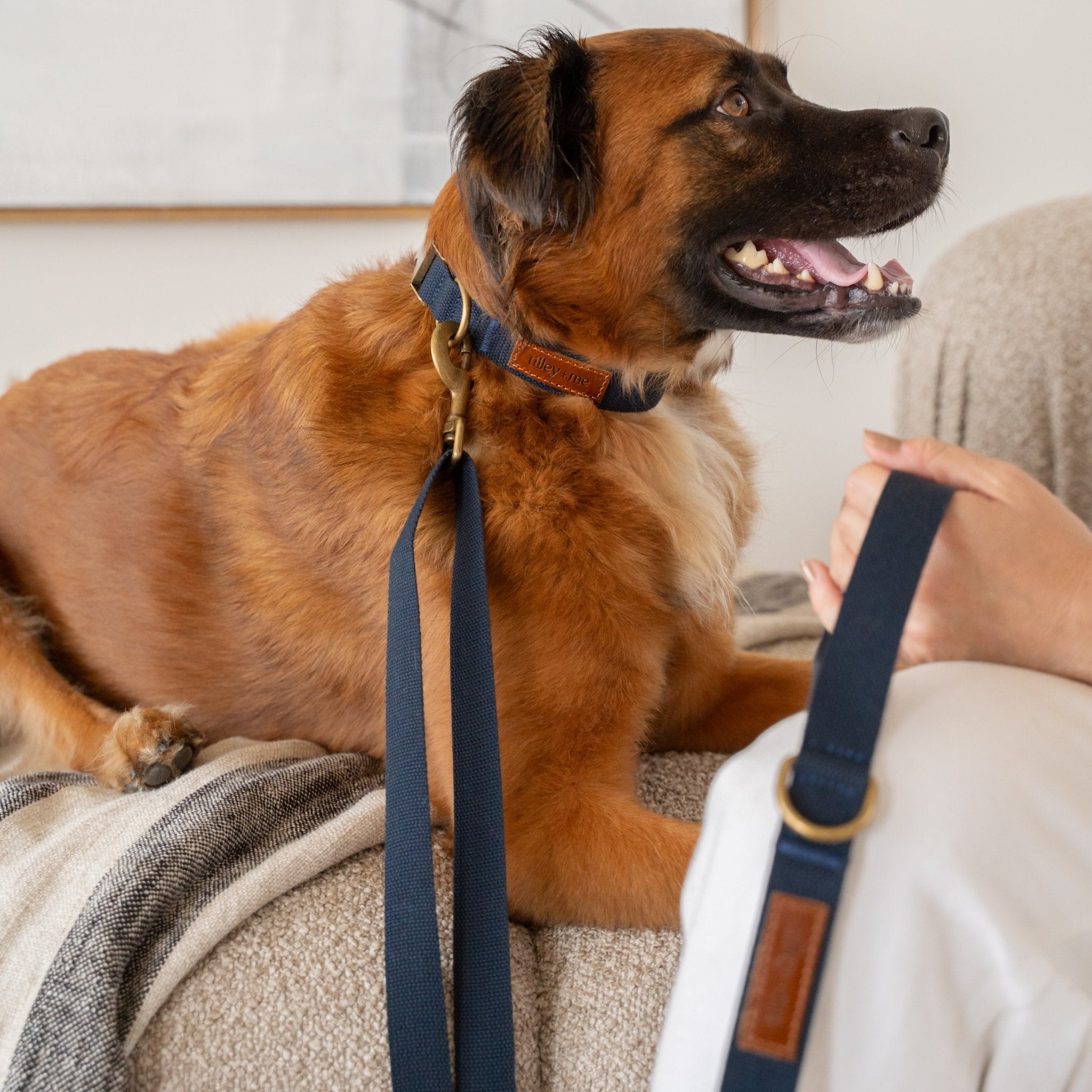 Tilley + Me Hemp Cotton Dog Collar