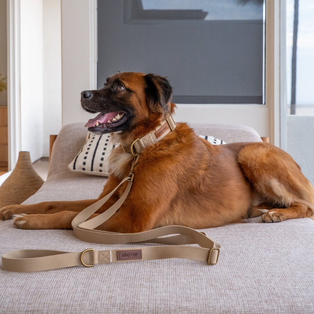 Tilley + Me Hemp Cotton Dog Collar