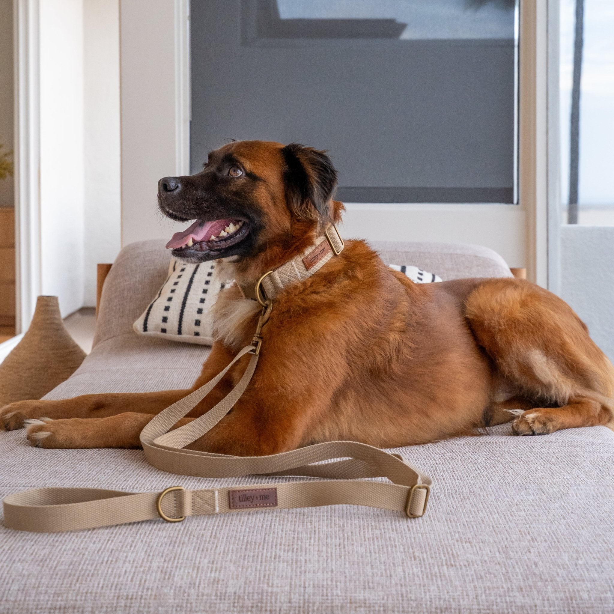 Tilley + Me Hemp Cotton Dog Collar