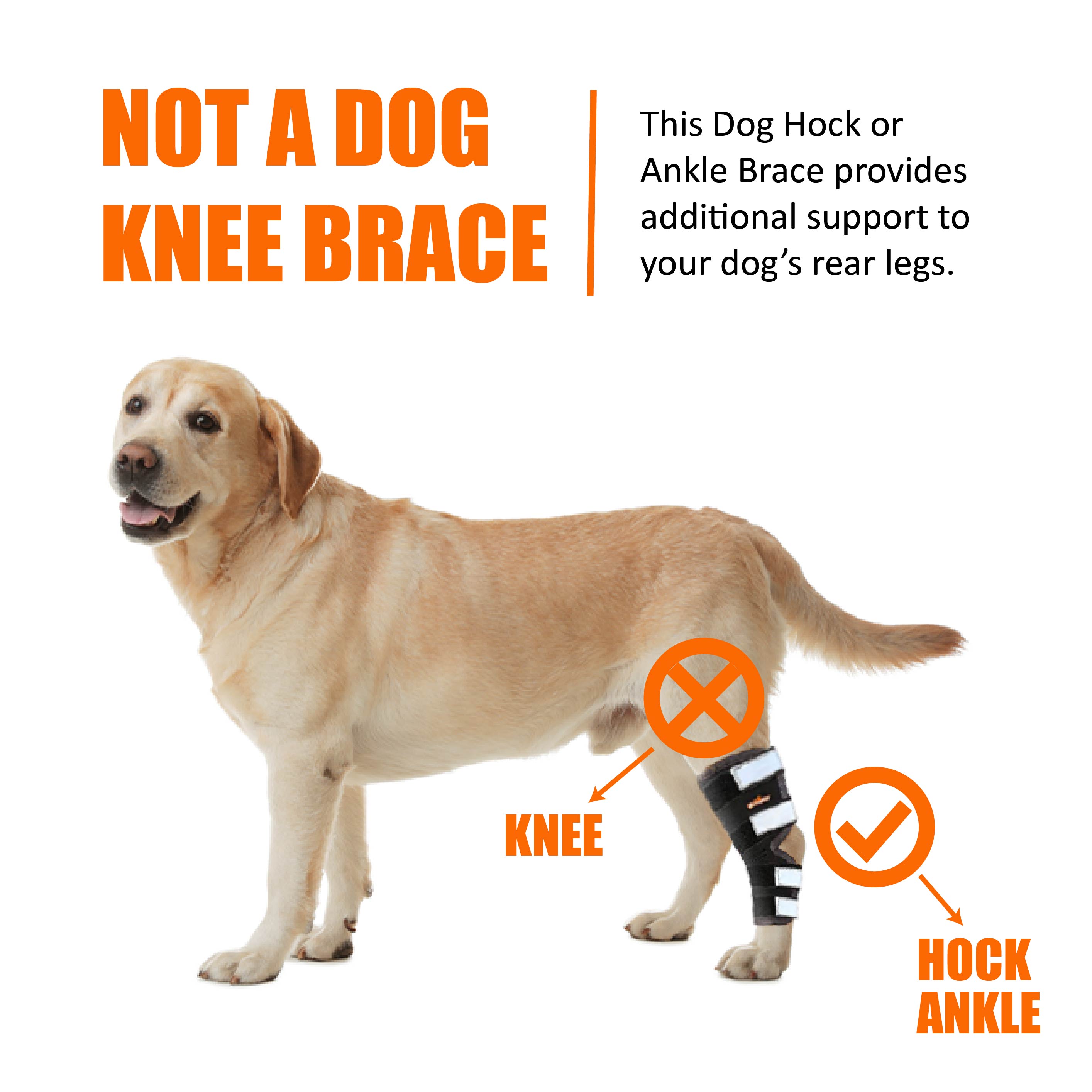 NeoAlly Dog Rear Leg Hock Brace with Safety Reflective Straps for Large Dogs [Long Version]