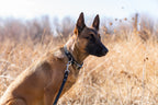 Modern Style Leather Dog Leash