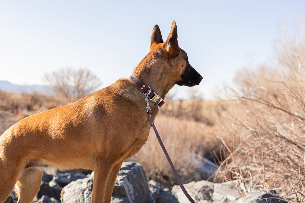 Modern Style Leather Dog Leash