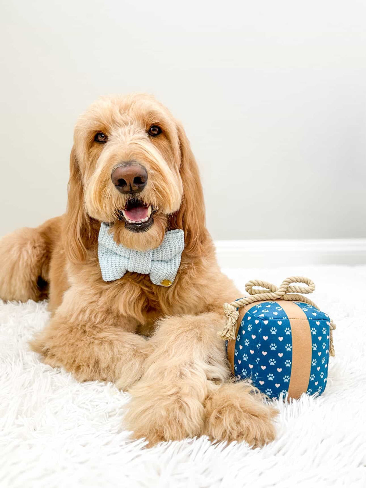 Cute Squeaky Birthday Dog Toy
