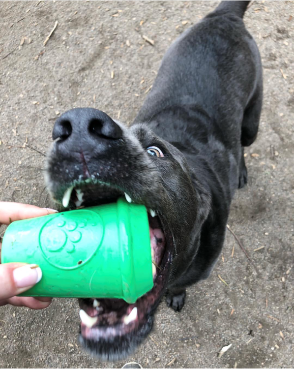 Coffee Cup Rubber Dog Chew Toy