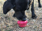 Cupcake eDispenser - Durable Rubber Chew Toy & Treat Dispenser | USA Made