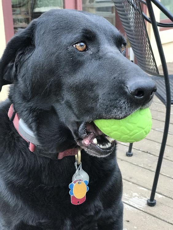 Dinosaur Egg Dog Chew Toy & Treat Dispenser