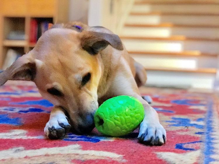 Dinosaur Egg Dog Chew Toy & Treat Dispenser