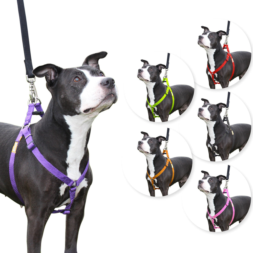 Step in Dog Harness