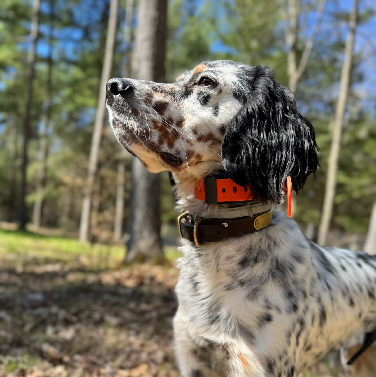 Training Collar Setup