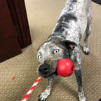 USA-K9 Cherry Bomb Rubber Dog Chew Toy