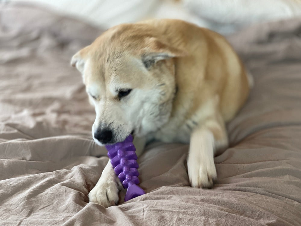 Fish Bone Nylon Dog Toy