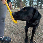 Interactive Lick Stick