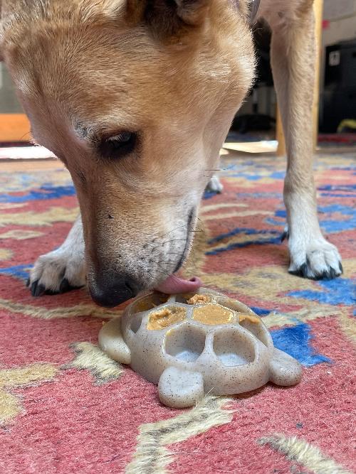 Turtle Nylon Chew Toy