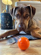 Squeak Ball - Durable Squeaky Dog Toy