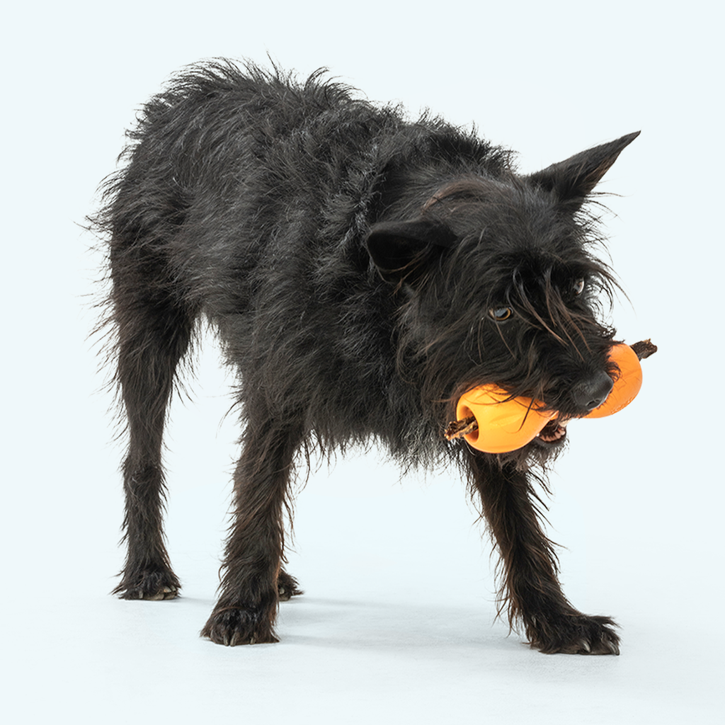 Qwizl Chew Toy
