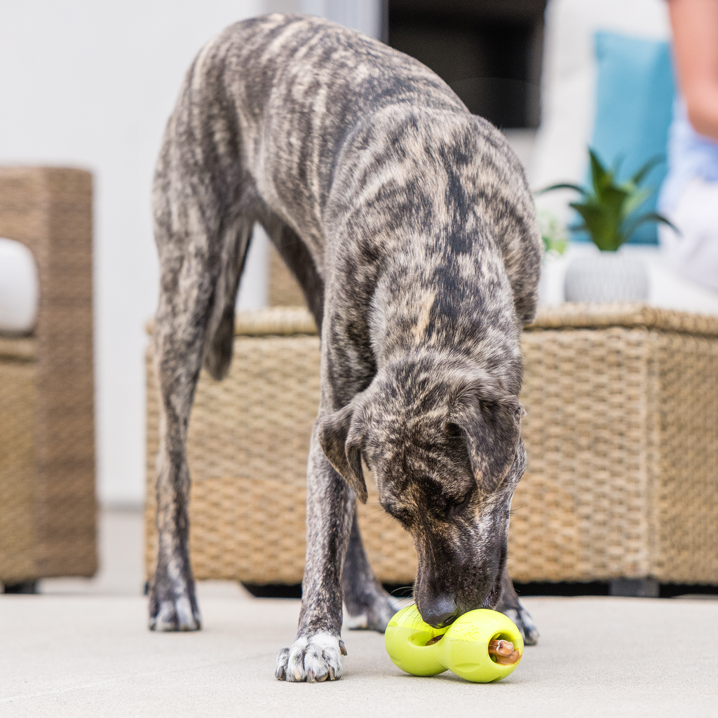 Qwizl Chew Toy