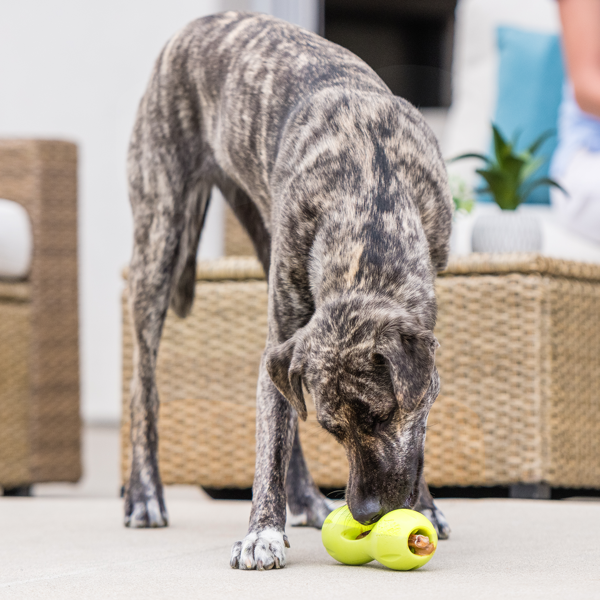 Qwizl Chew Toy