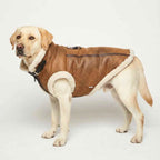 Retro Aviator Dog Jacket