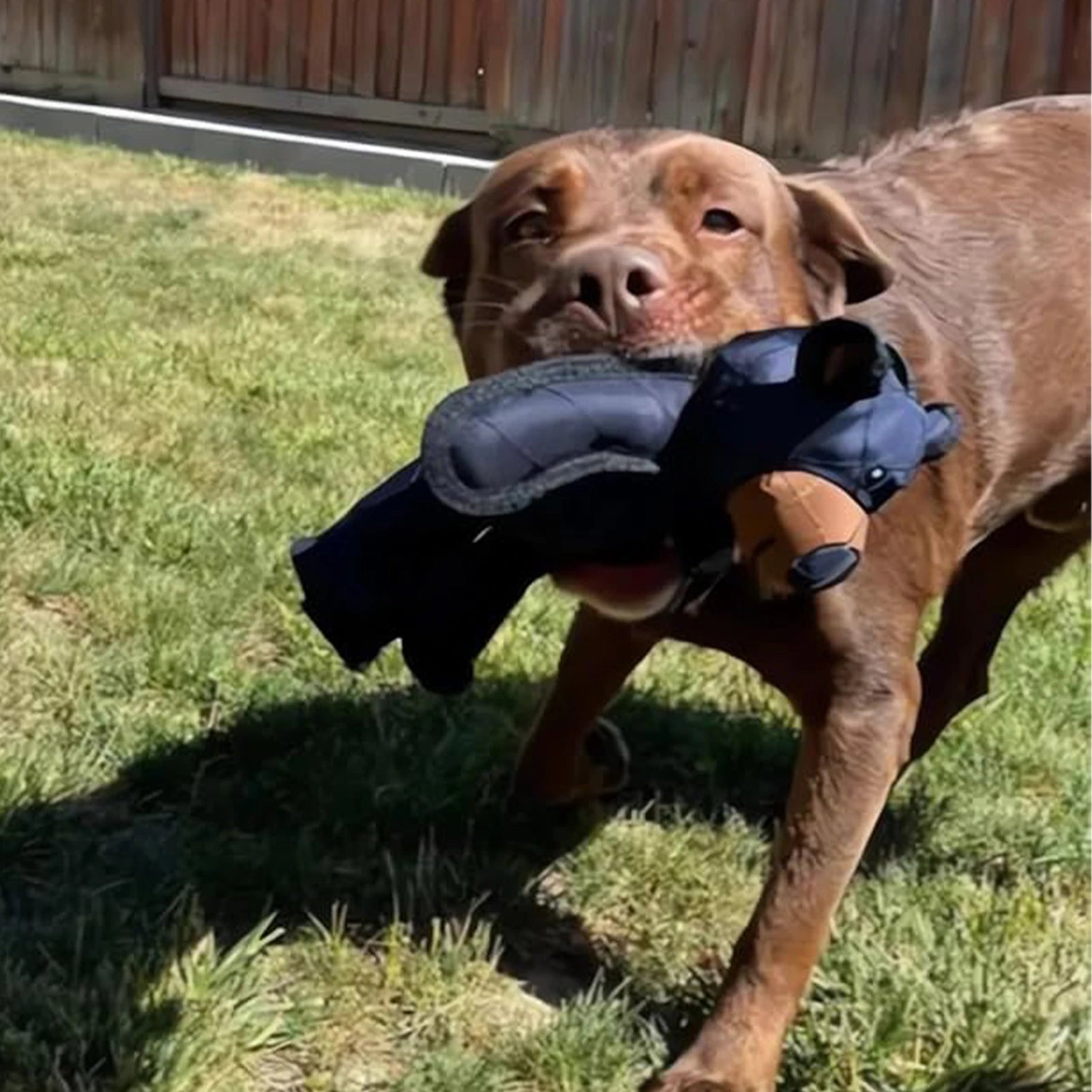 Squeaky Chew Biting Bear Toy Unbreakable Extreme
