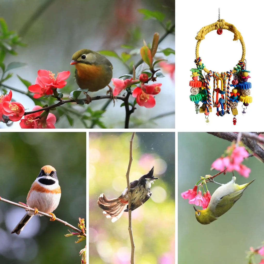 Bird Swing  Interactive Games For Climbing Chewing Exercise