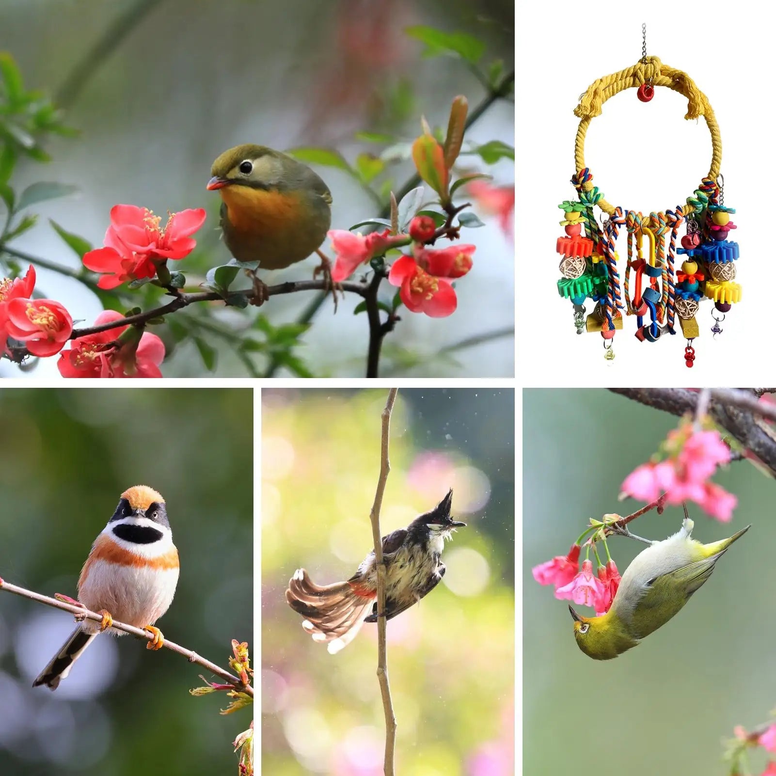 Bird Swing  Interactive Games For Climbing Chewing Exercise