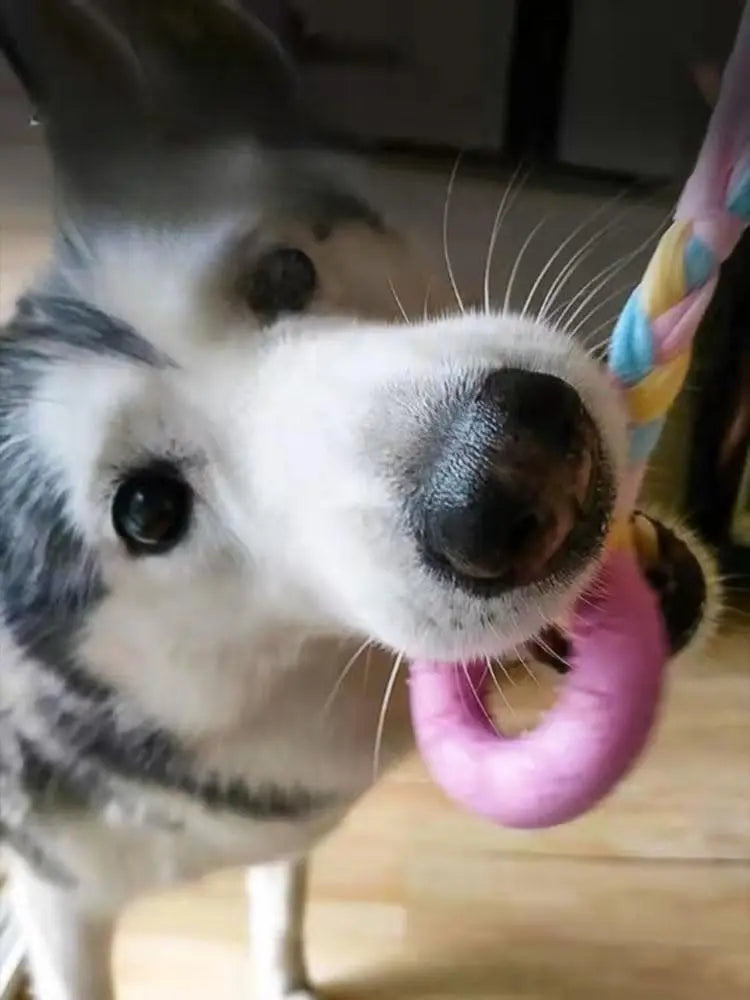 Assorted Squeaky Chew Bones for Aggressive Chewers