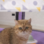 Foldable Mesh Ventilated Circular Cat Nest