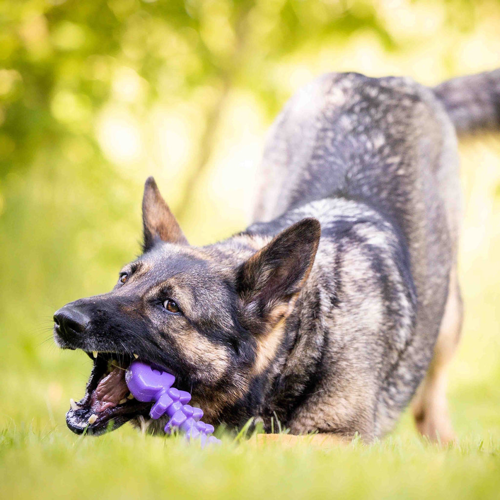 Fish Bone Nylon Dog Toy