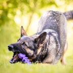 Fish Bone Nylon Dog Toy