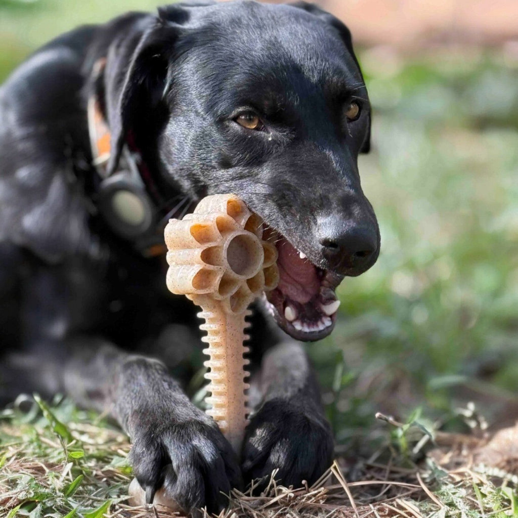 Honey Bone Dental Flower Tower