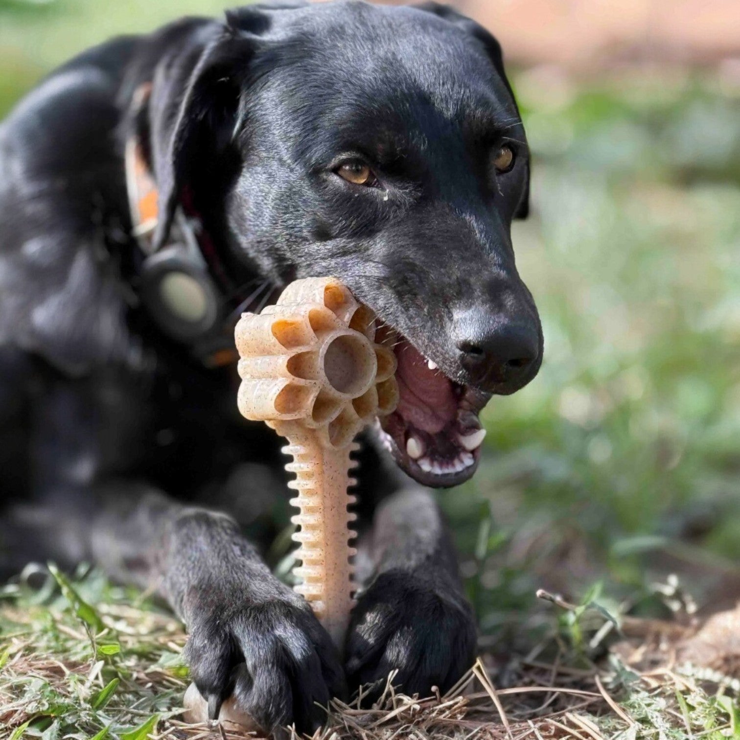 Honey Bone Dental Flower Tower