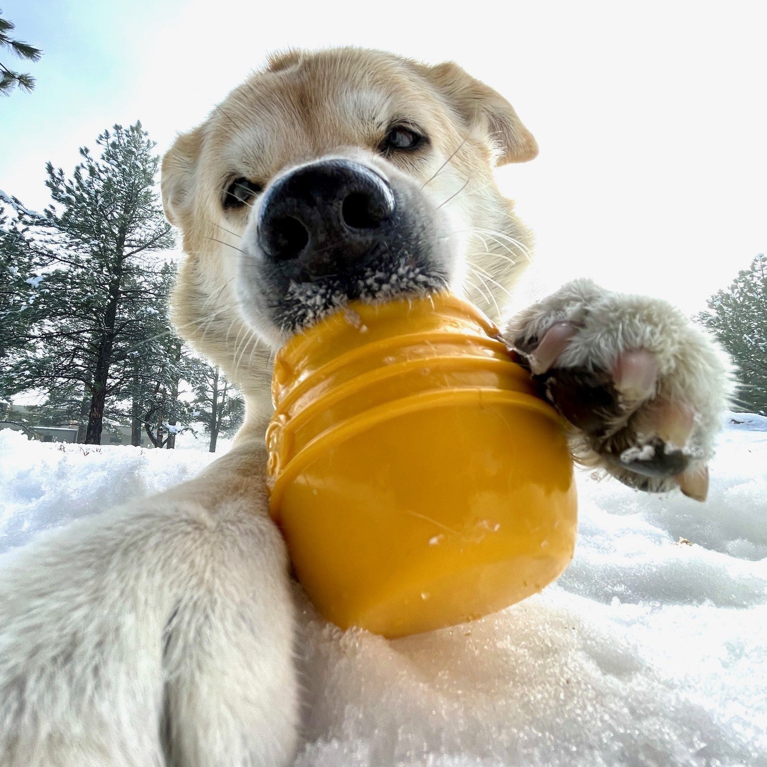 Treat Dispenser USA Made