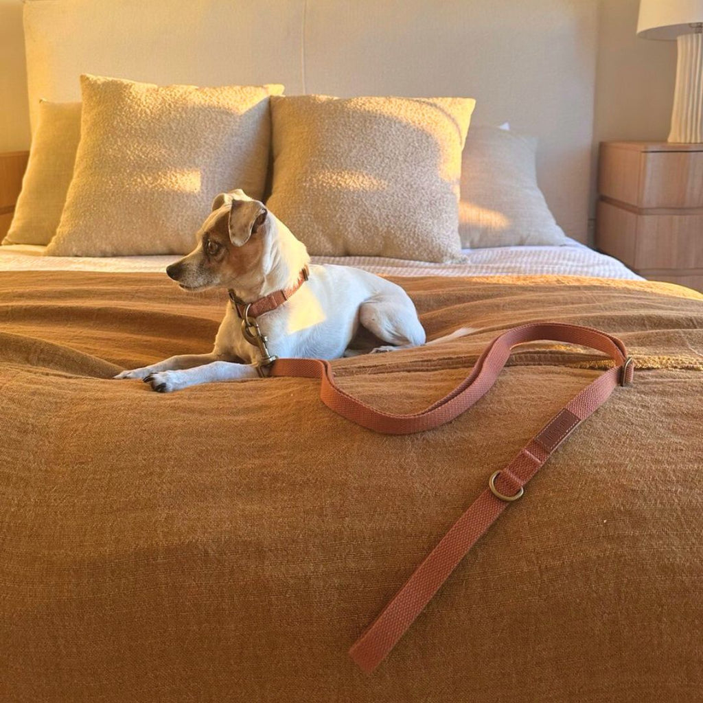 Tilley + Me Hemp Cotton Dog Collar