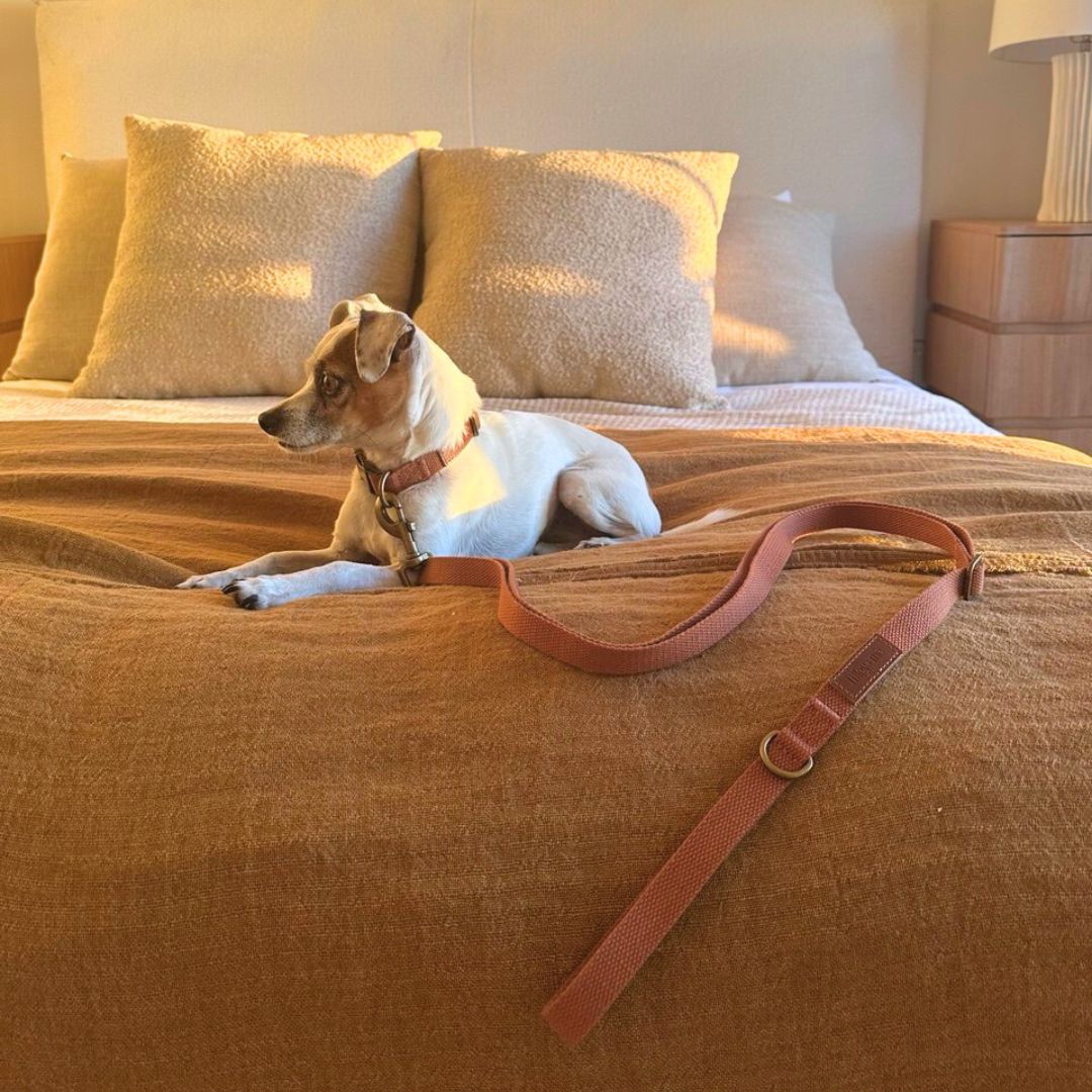 Tilley + Me Hemp Cotton Dog Collar