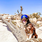 Dog Goggles Anti-UV Sun Eyewear Protection