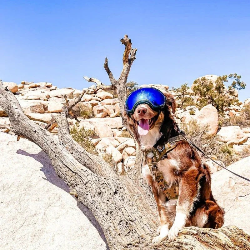Dog Goggles Anti-UV Sun Eyewear Protection