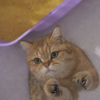 Foldable Mesh Ventilated Circular Cat Nest