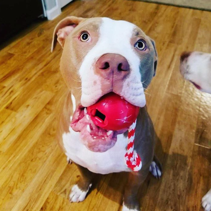 USA-K9 Cherry Bomb Rubber Dog Chew Toy