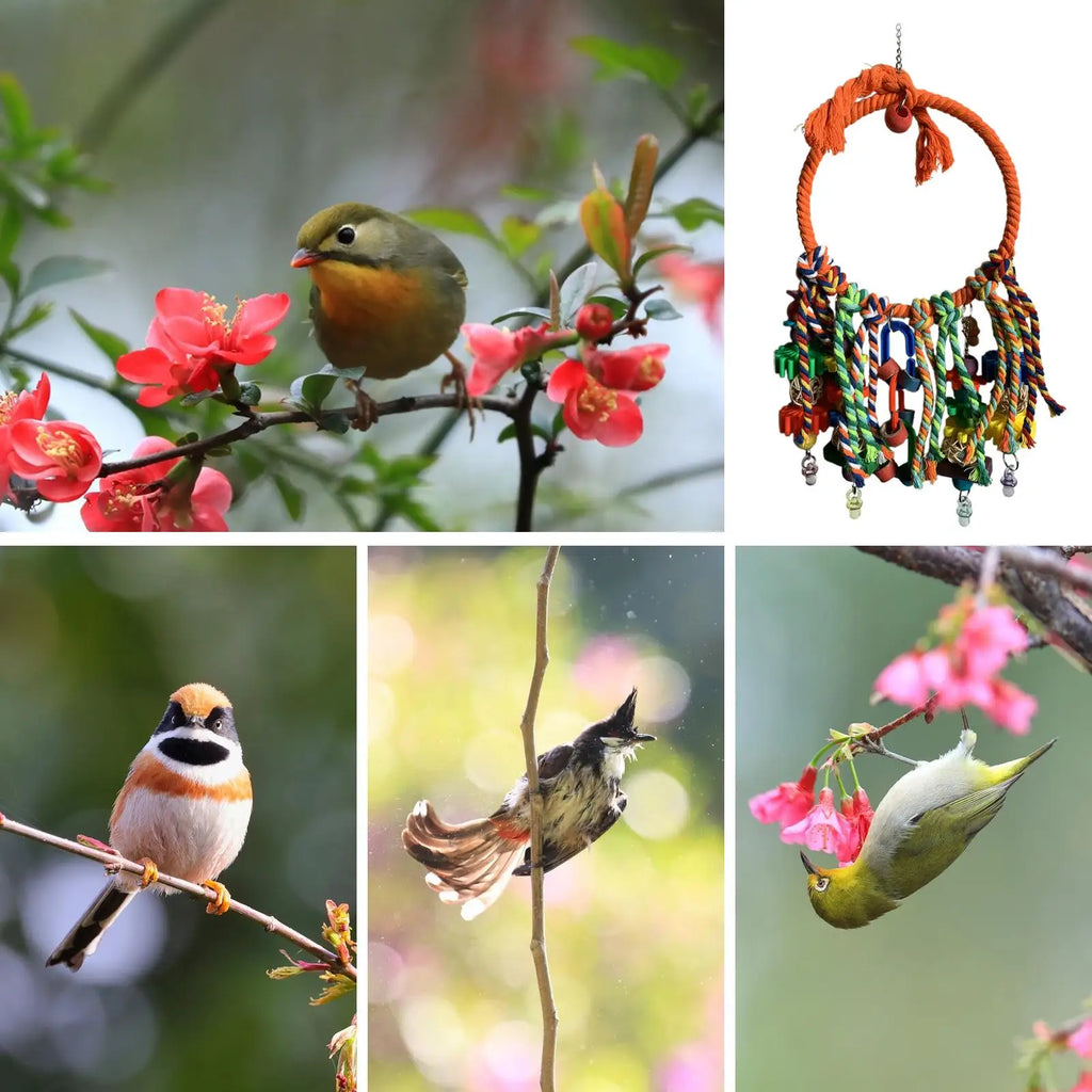 Bird Swing  Interactive Games For Climbing Chewing Exercise