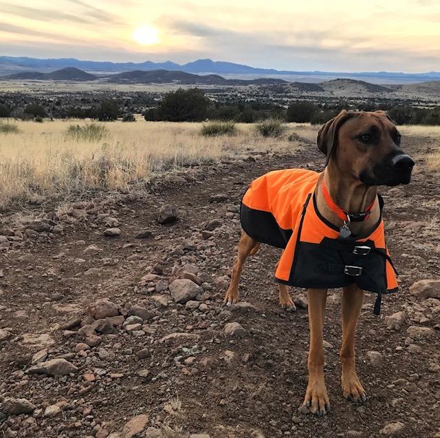 Waterproof Winter Dog Coat