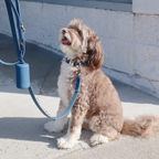 Waterproof Dog Collar | Navy