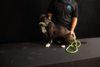 Rescue Pro Harness Leash
