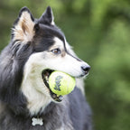 Squeak Ball  Squeaker Tennis Ball Dog