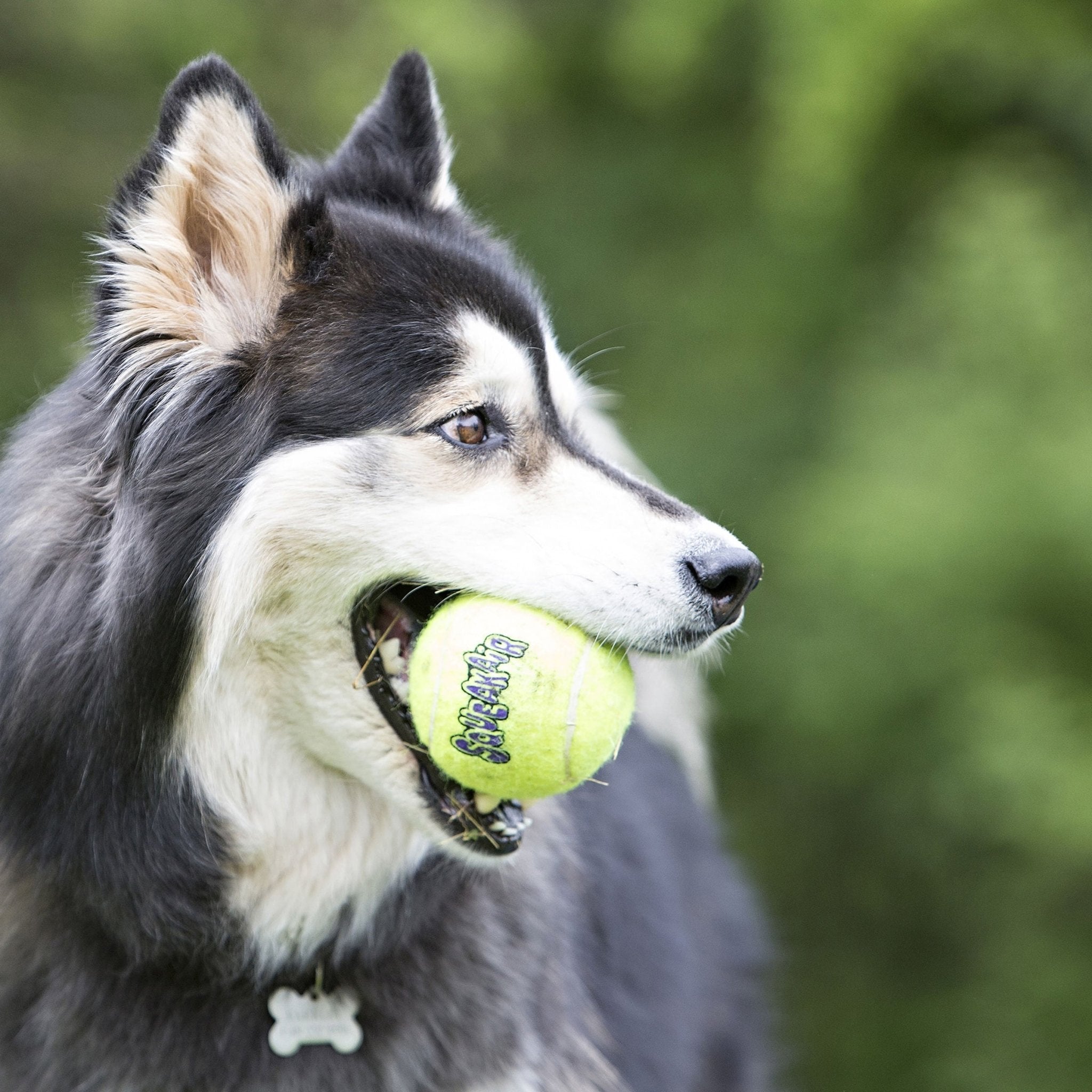 Squeak Ball  Squeaker Tennis Ball Dog