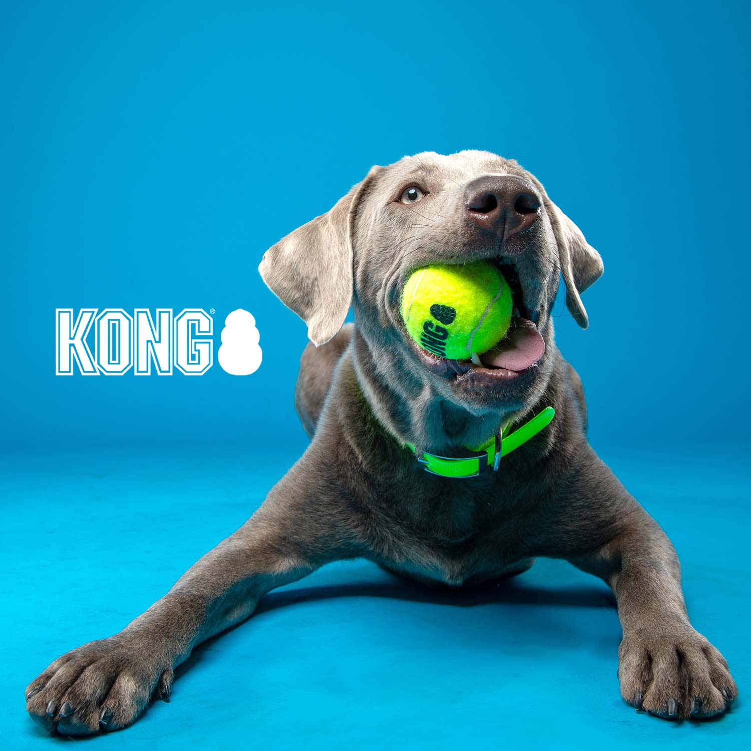 Squeak Ball  Squeaker Tennis Ball Dog